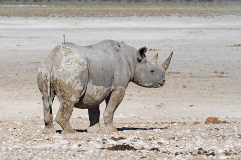 Black rhinoceros