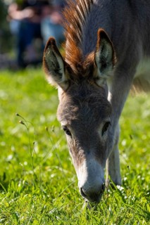 Donkey foal