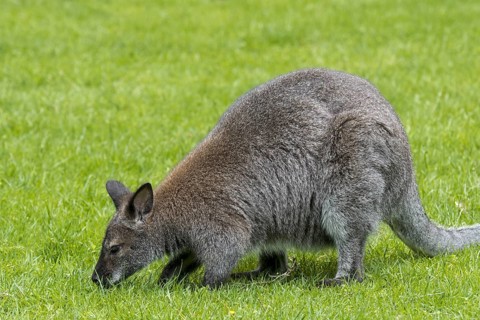 Red-necked wallaby