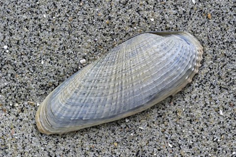 White piddock