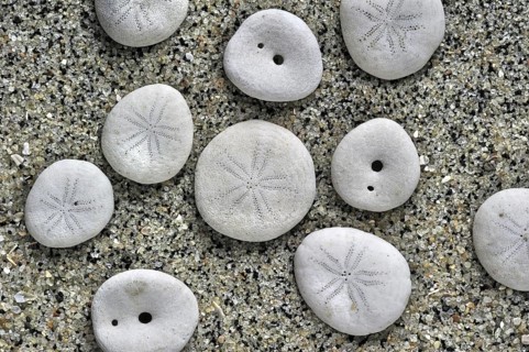 Pea urchin