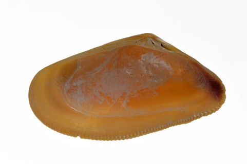 Banded wedge shell