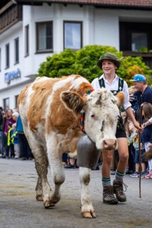 Alpine pasture boy leading cow into the valley