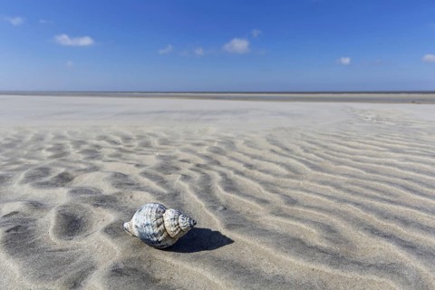 Common whelk