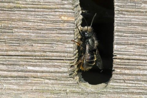 Blue mason bee