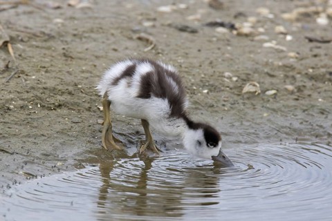 Common shelduck