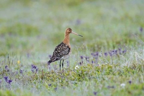 Black-tailed godwit