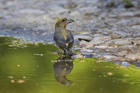 Red crossbill