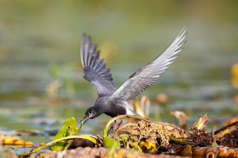 Black Tern