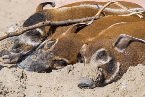 Close up of three red river hogs