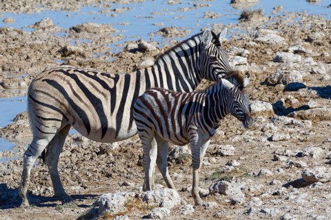 Burchell's zebras