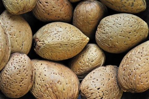 Harvested unshelled almond nuts