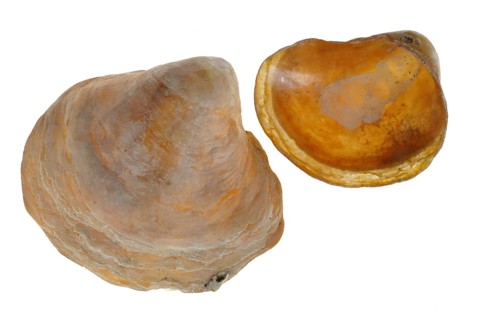 Saddle oyster