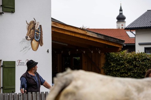 Alpine cow in front of Hanswand with painting
