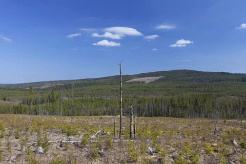 Reforestation by planting saplings in cleared coniferous forest in Dalarna