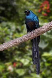 Long-tailed glossy starling