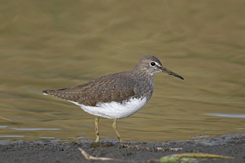 Wood sandpiper