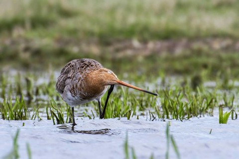 Black-tailed godwit