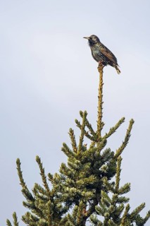 Common starling
