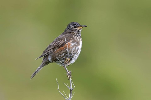 Redwing