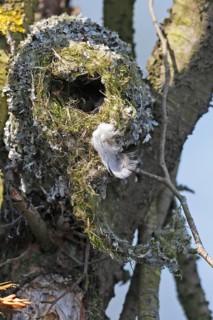 Long-tailed tit