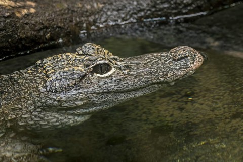 Chinese alligator