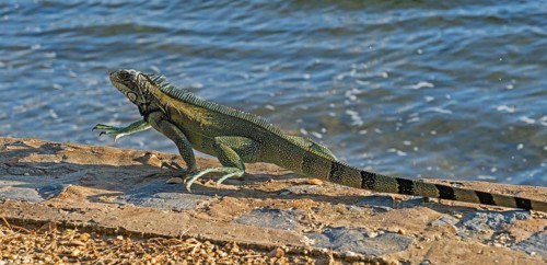 Common green iguana