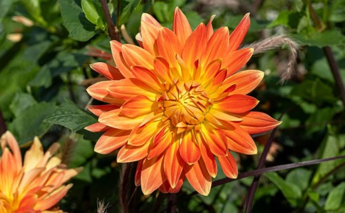 Dahlias