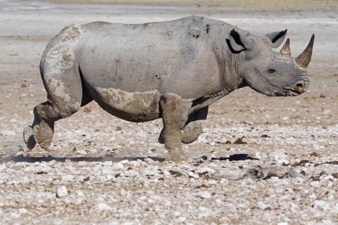 Black rhinoceros