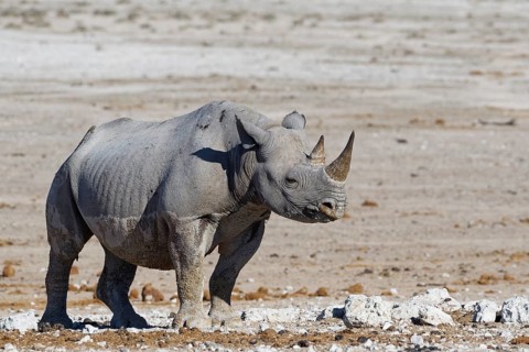Black rhinoceros
