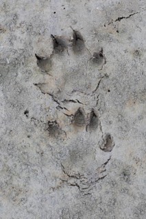 Raccoon dog