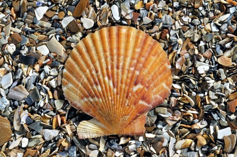 Queen scallop