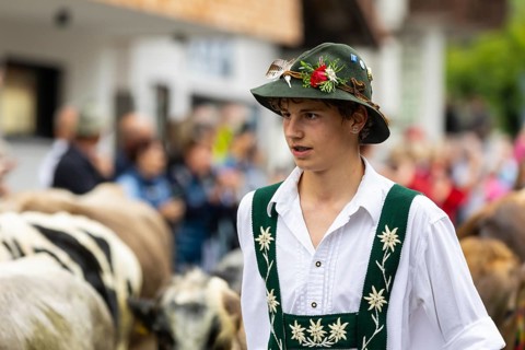 Alpine herdsman leading Alpine cattle