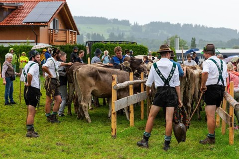 Alpine herdsmen on the pasture
