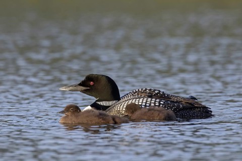 Common loon