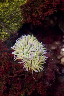 Beadlet anemone