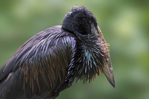 African openbill