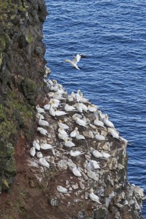 Northern gannets