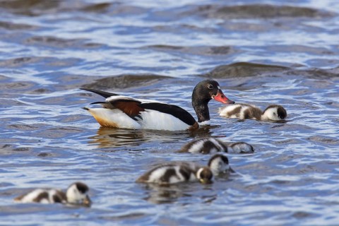 Common shelduck