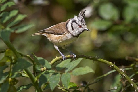 European Crested tit