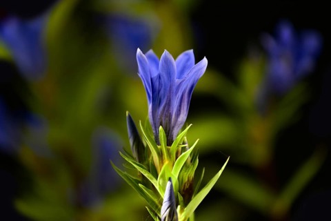 Flowering gentian