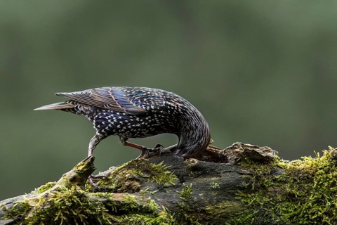 Common starling