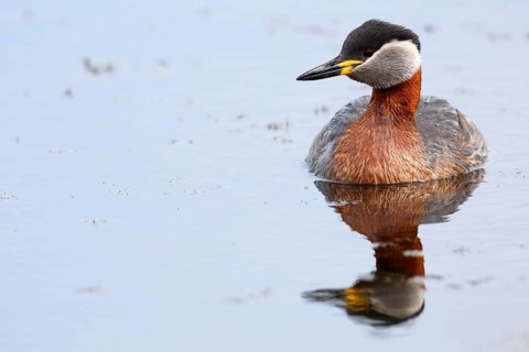 Red-necked grebe