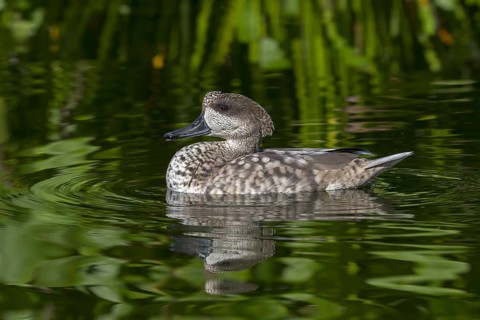 Marbled duck