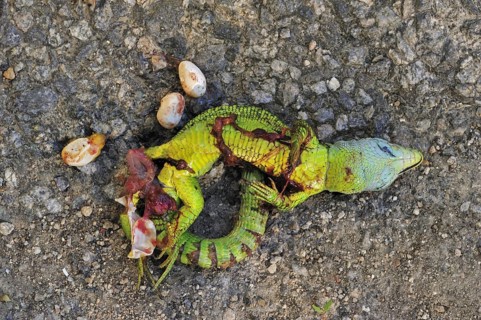 Western Green Lizard