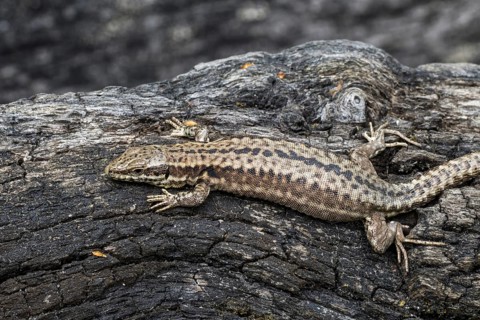 Common wall lizard