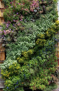 Overgrown wall at the Federal Horticultural Show