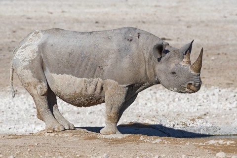 Black rhinoceros