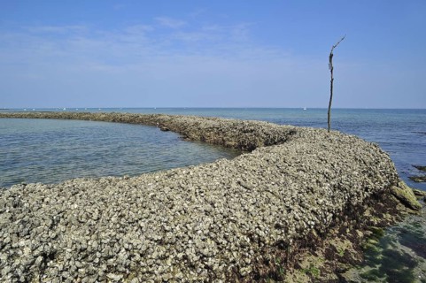 Fish lock