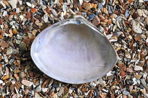 Rayed trough shell